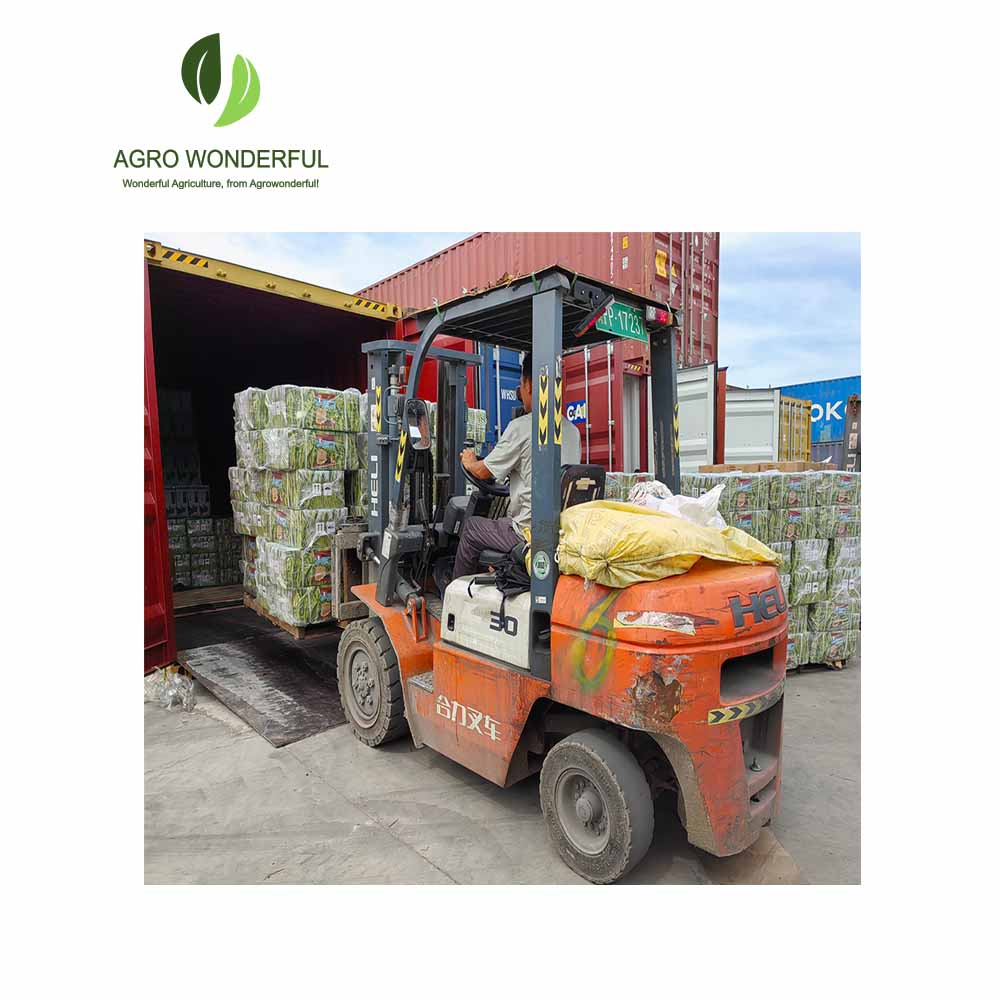 Shanghai agrowonderful exporter packing goods into container