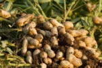 Peanut crops with full grains