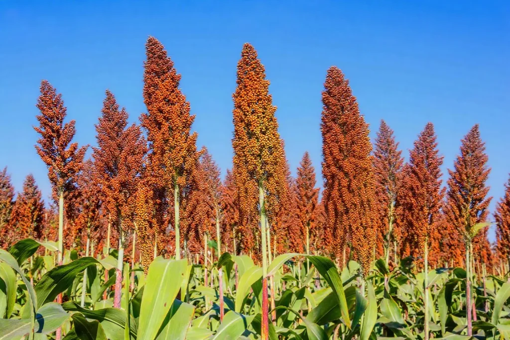 Large and full ears of sorghum crops
