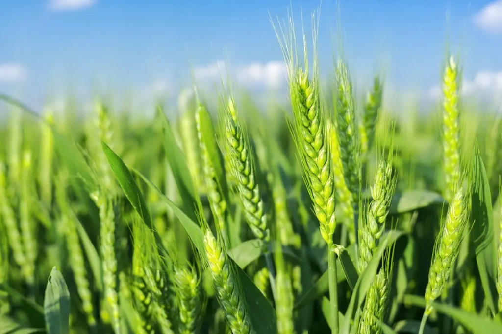 Wheat ears wheat field wheat crops